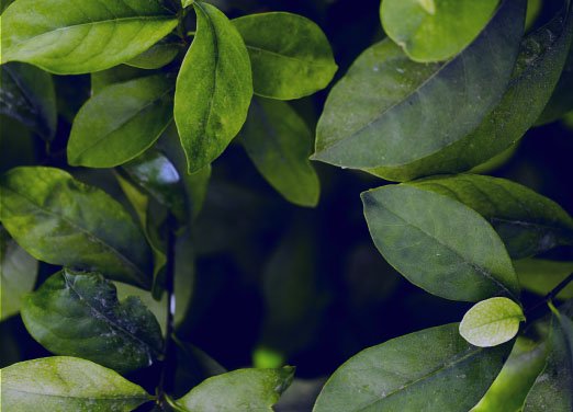 Nature & Découvertes